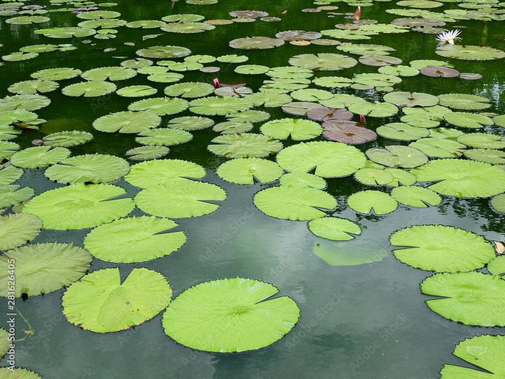 lotus leaf in the pond lotus leaf in the pond