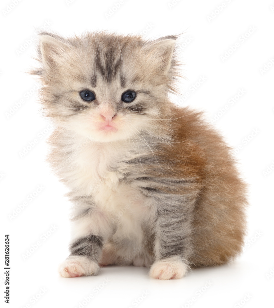 Kitten on white background.