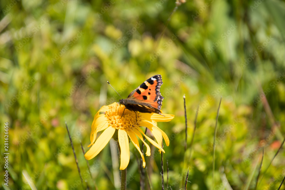 Arnica mit Schmetterling Arnica mit Schmetterling