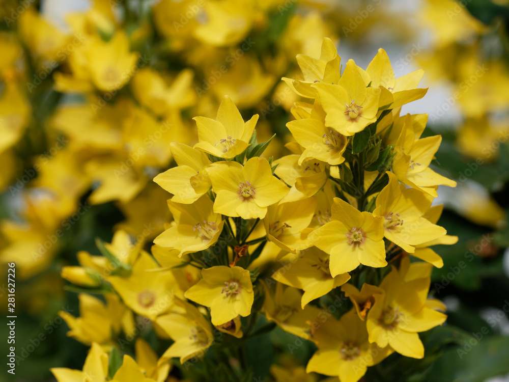 Lysimachia | La lysimaque ponctuée Lysimachia | La lysimaque ponctuée