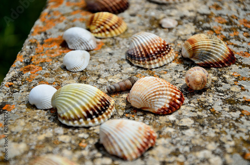Shells on a wall near the beach