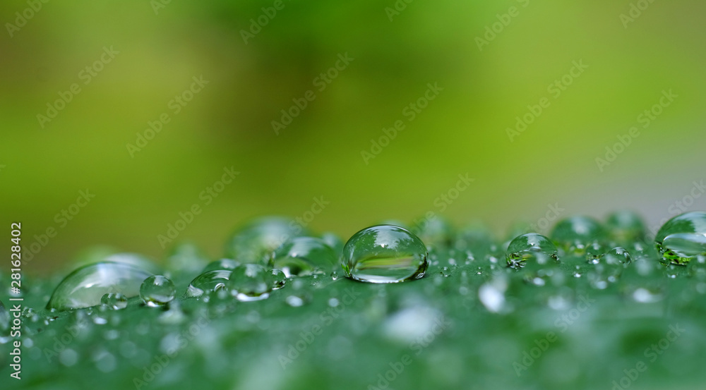 clear water drop on leaf closeup