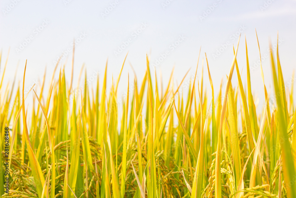 rice field in north Thailand, nature food landscape background.
