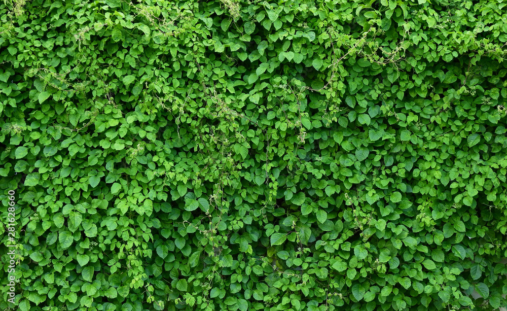 green leaf of bush wall background