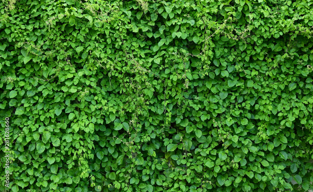 green leaf of bush wall background green leaf of bush wall background