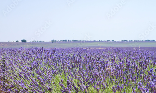 Lavender fields in La Alcarria, Spain