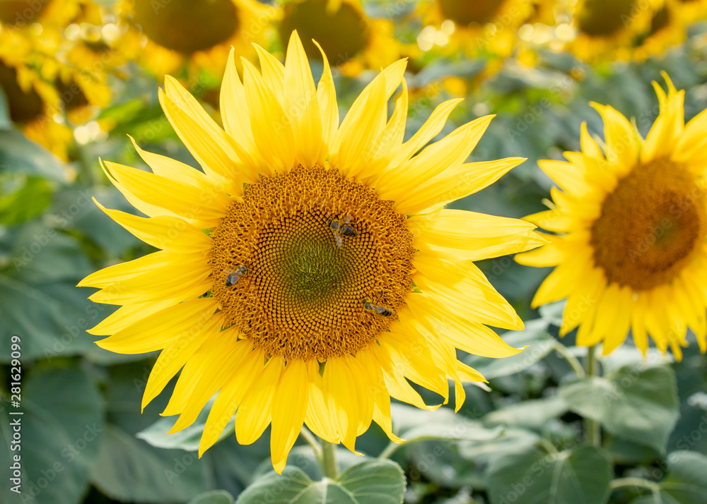 Mehrere Bienen auf einer Sonnenblume beim Pollen sammeln