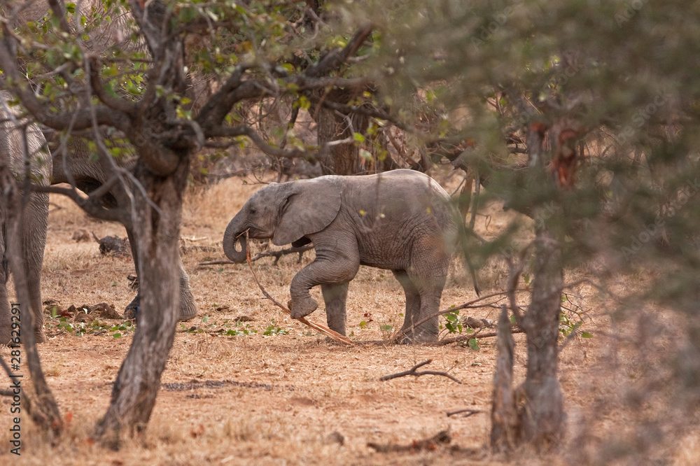 Fototapeta premium African bush elephant, loxodonta africana, african savanna elephant, Kruger national park