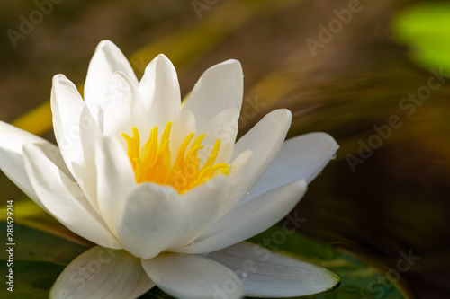 Waterlily in a pond close-up  an open summer flower of white color.