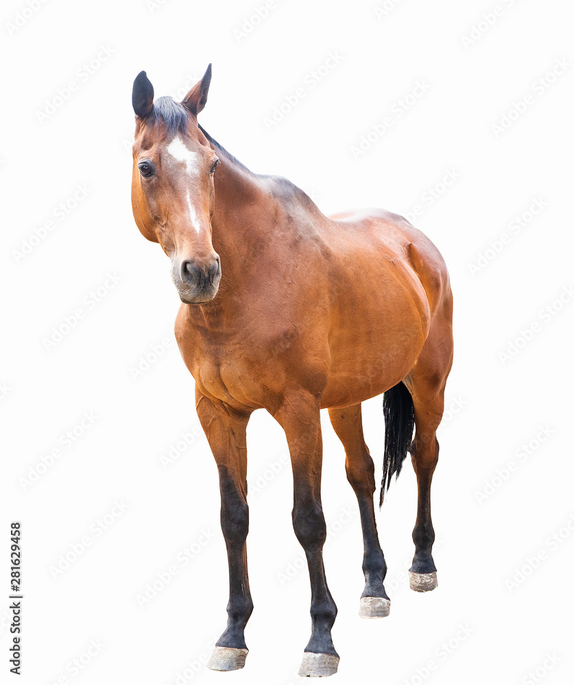 Fototapeta premium beautiful horse, racehorse, english racehorse