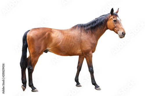 beautiful horse  Ukrainian riding horse  horse carved on a white background