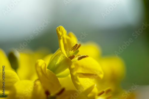 Close up of rape seed flowers