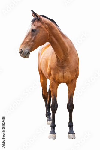 beautiful horse  racehorse  english racehorse