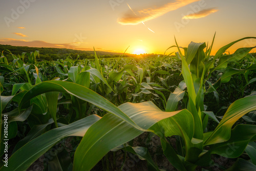 Photographie Young green corn growing on the field at sunset time near Pannonhalma, Hungary