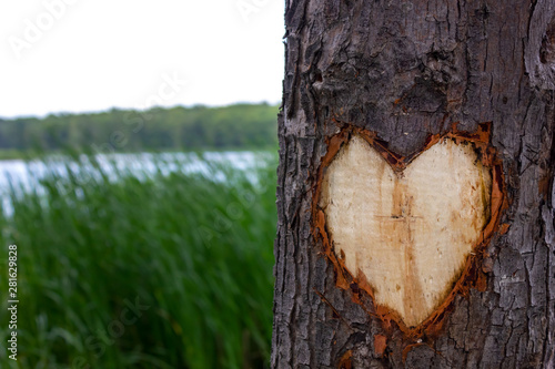 heart or love sign cutted in the bark of a tree near a lake
