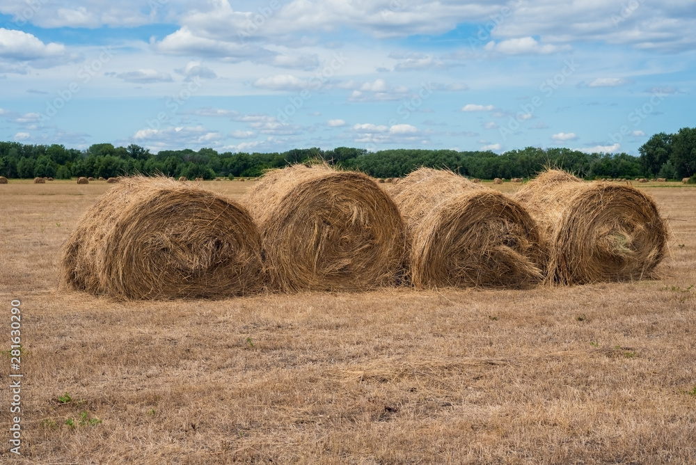 haystack in the field in summer in Sunny weather