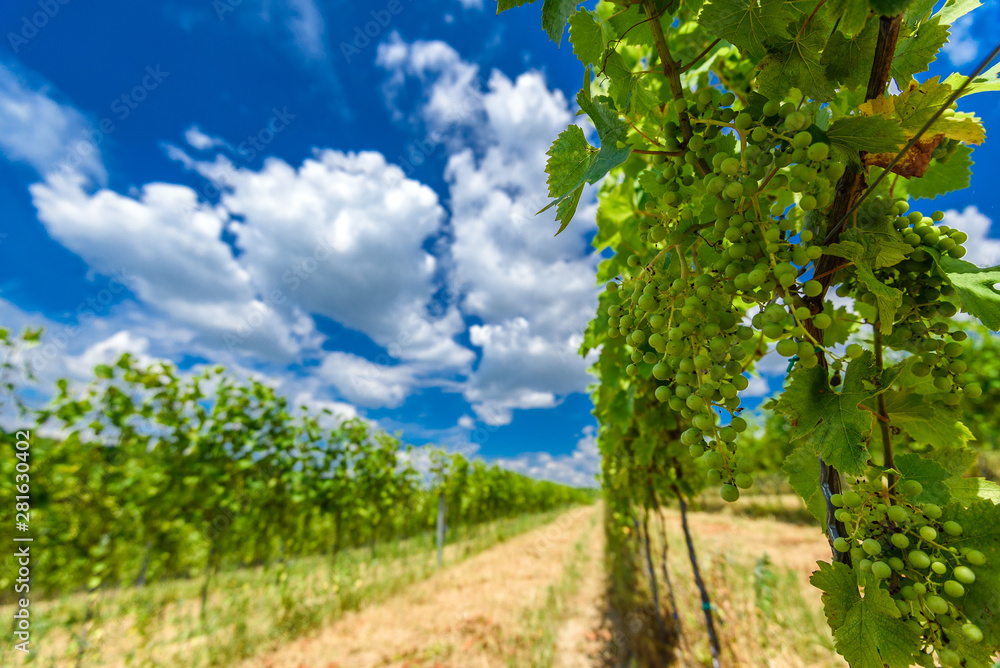 Hungarian vineyards in the summer season