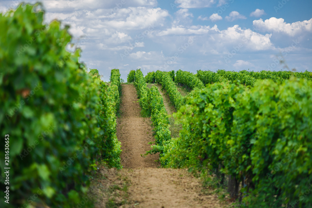 Hungarian vineyards in the summer season, Pannonhalma Wine Region