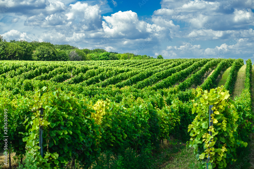 Viticulture: Hungarian vineyards in the summer season, Pannonhalma Wine Region