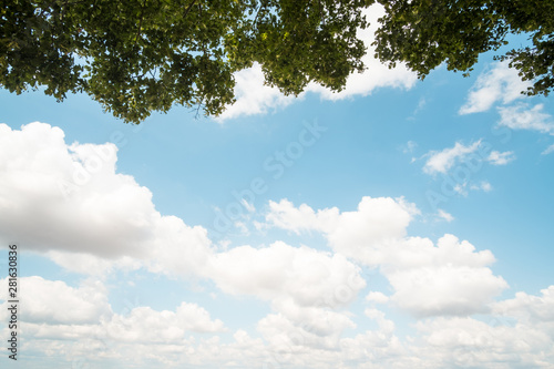 Photography Branches on a blue sky in background with white clouds