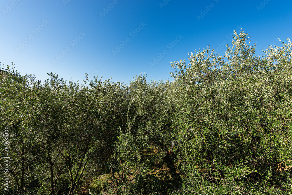 Close-up of olive trees on a clear blue sky, Liguria, Italy, South Europe