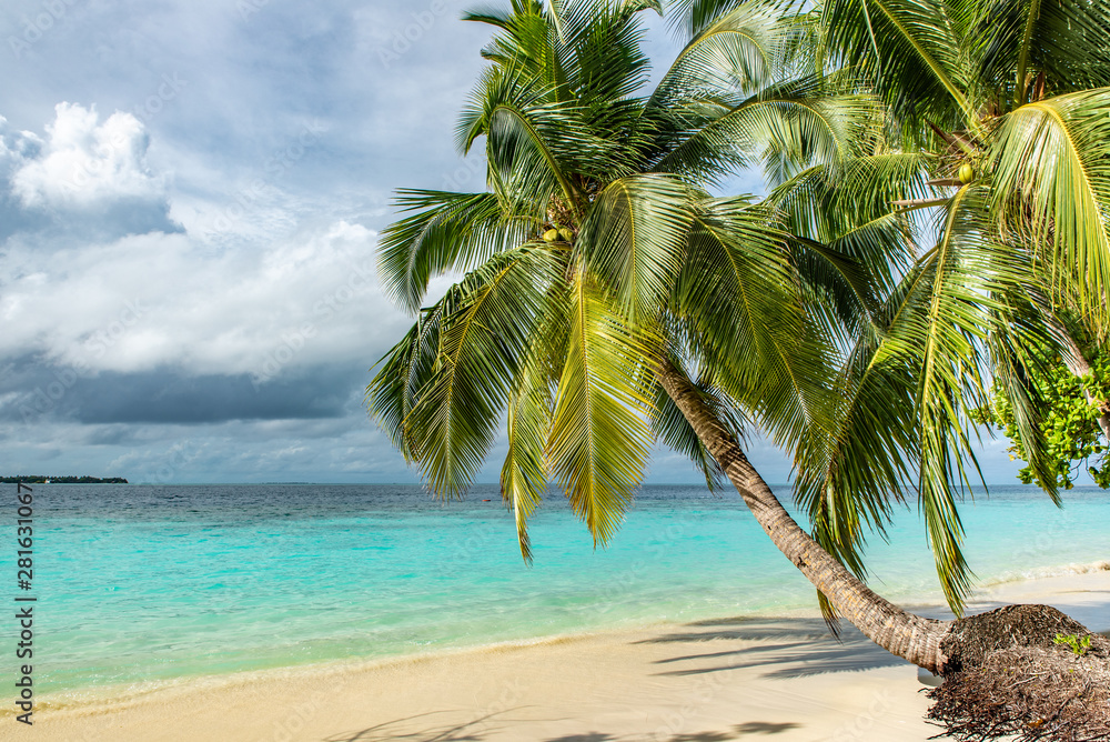 Obraz premium Palms on a tropical beach on the background of blue sea and cloudy sky