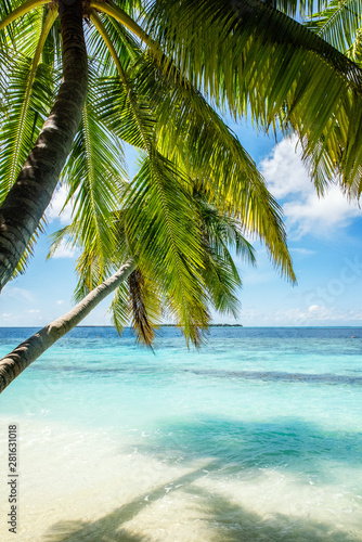 Palms on the sunny beach of coral island.