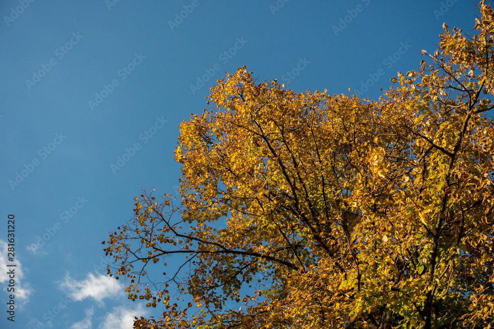 Naklejka premium Autumn tree