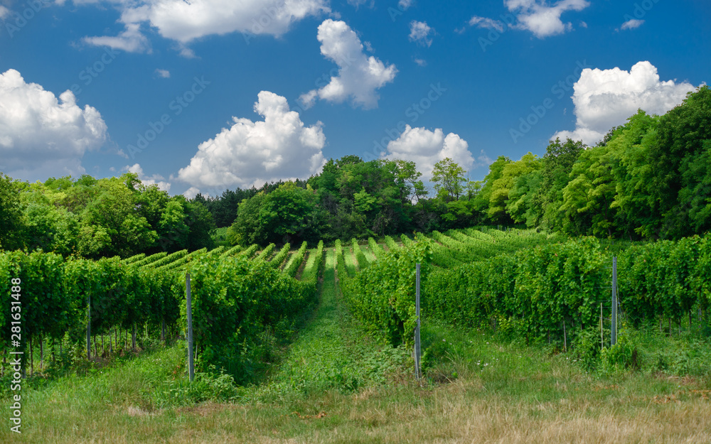 Naklejka premium Hungarian vineyards in the summer season