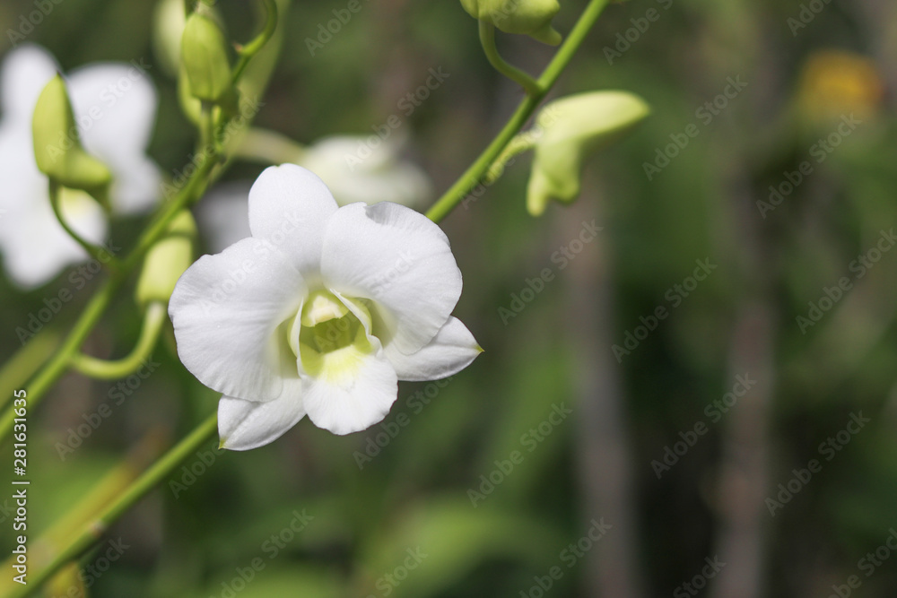 White orchid with blurred background. White orchid on the branches. White orchid with blurred background. White orchid on the branches.