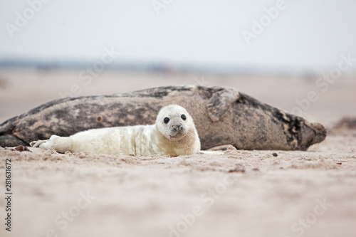 grey seal, halichoerus grypus, Helgoland, Dune island