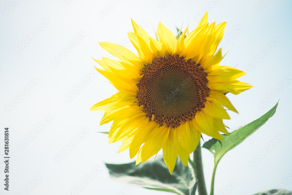 Sunflower. Beautiful sunflowers blooming on the field. Growing yellow flowers. Sunflower. Beautiful sunflowers blooming on the field. Growing yellow flowers.