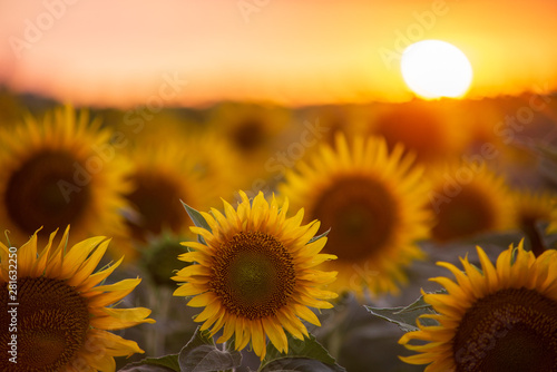 Fototapeta Naklejka Na Ścianę i Meble -  Sunflower field landscape with the Sun at the sunset time. Near Pannonhalma, Hungary