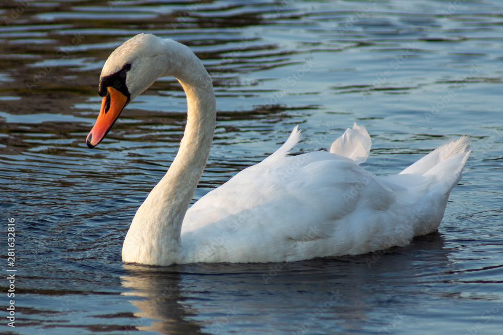 Obraz premium Łabędź