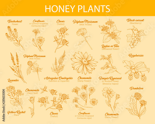 Blooming flowers poster free hand illustrations set. Honey plants with titles yellow cliparts. Botanical sketches with calligraphy. Monochrome floral blossom and engraved berries design collection