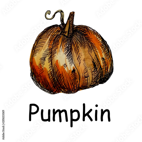 Set of hand-drawn watercolor pumpkins. It is the perfect for card Thanksgiving Day, Halloween,recepi menu.Collection of Isolated white background. photo