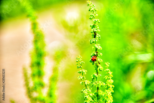 Ladybug which perches on a weed