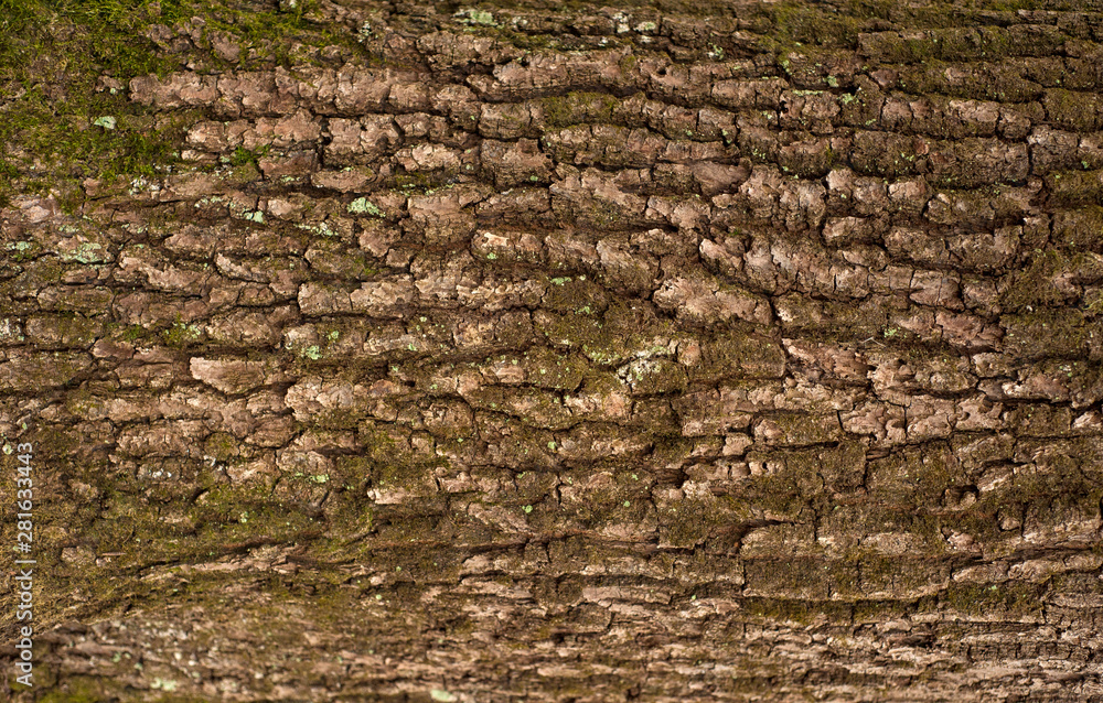 Relief texture of the brown bark of a tree with green moss on it. Horizontal photo of a tree bark texture. Relief creative texture of an old oak bark. Relief texture of the brown bark of a tree with green moss on it. Horizontal photo of a tree bark texture. Relief creative texture of an old oak bark.