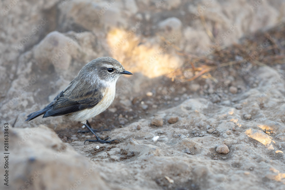 petit oiseau petit oiseau