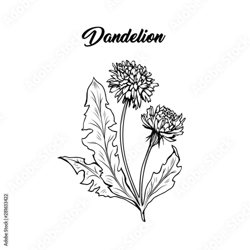 Flowering dandelion freehand vector illustration. Spring honey plant, wildflower outline. Fragile summer flower, Taraxacum leaves and petals monochrome engraving. Postcard, poster design element