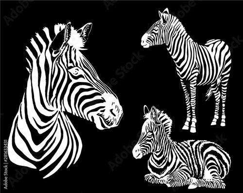  Graphical collection of zebras  black background  vector tattoo illustration eps10