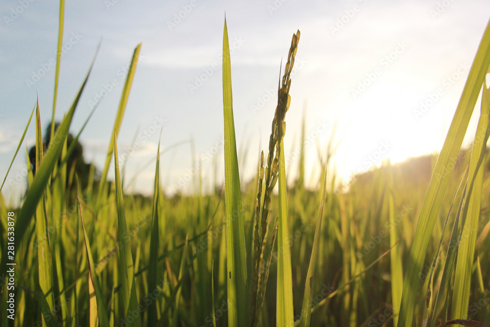 paddy  field with sunlight