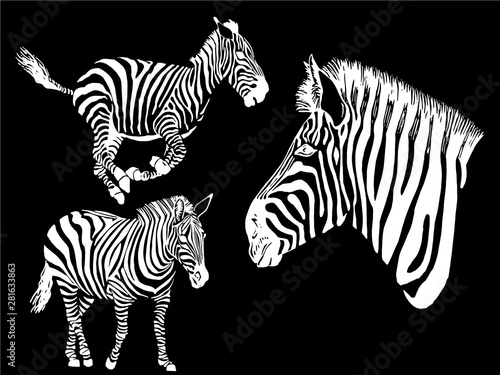 Graphical collection of zebras  black background  vector tattoo illustration eps10