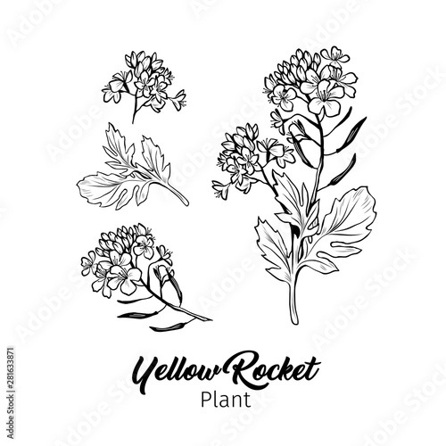 Barbarea vulgaris blossom freehand vector sketches set. Blooming summer honey plant black and white engraving. Bittercress, Yellow Rocket flowers monochrome drawing with title. Poster design element