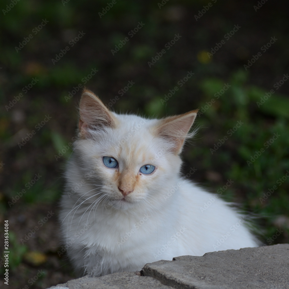 Sad red-haired white kitten outdoors