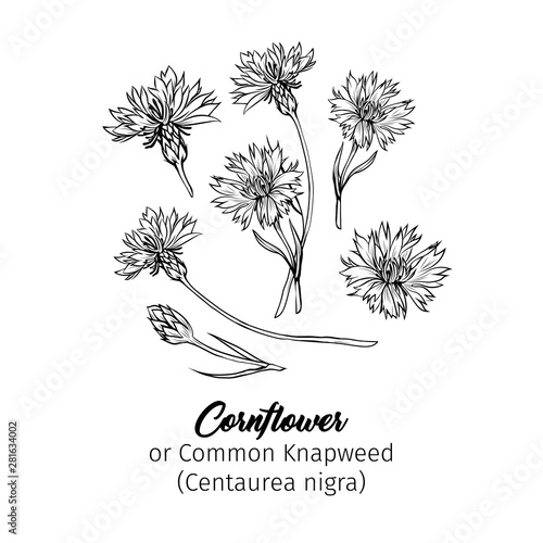 Cornflower black ink vector sketches set. Summer honey plant with name engraved sketch. Common knapweed flower, buds outline. Centaurea-nigra botanical black and white drawing with latin inscription photo