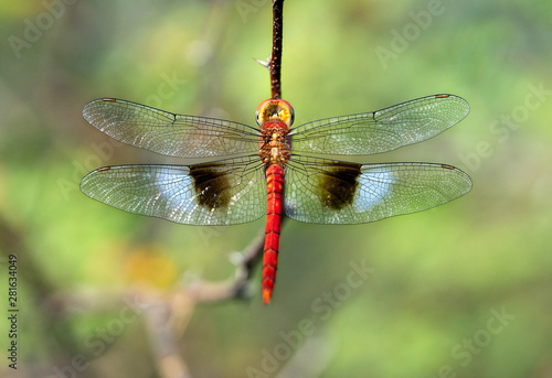 Wallpaper Mural Libellule colorée Torontodigital.ca