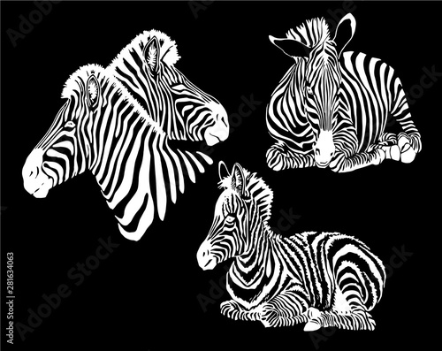Graphical collection of zebras  black background  vector tattoo illustration eps10