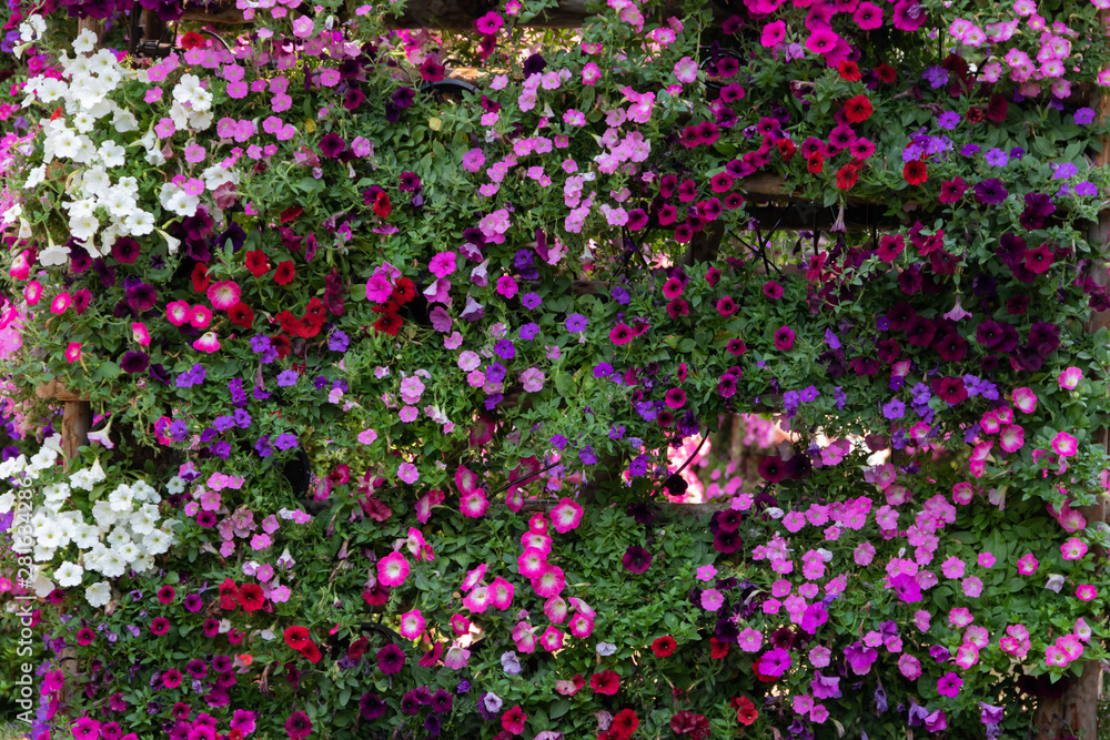 petunia flowers petunia flowers
