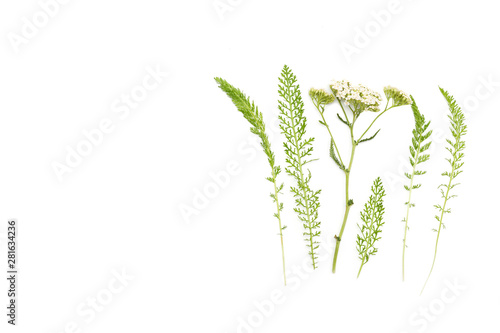 Yarrow herb on the white background.
